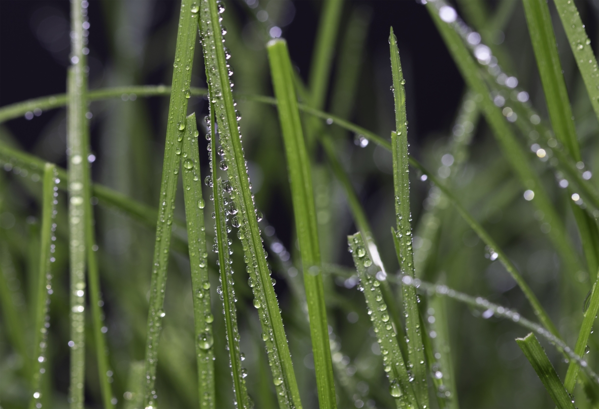 Grasjemenou! Where grass sparkles