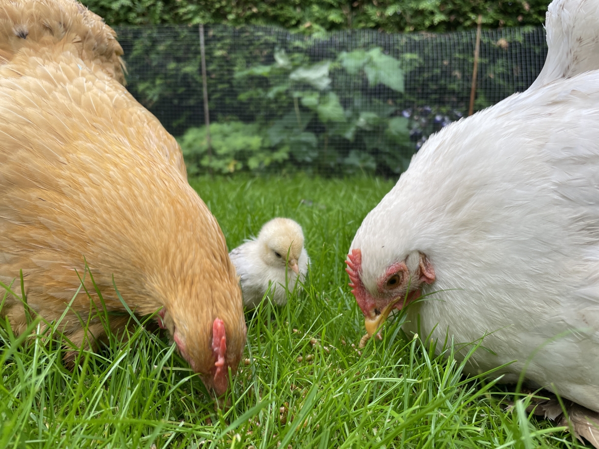 Happy lawn, happy chickens