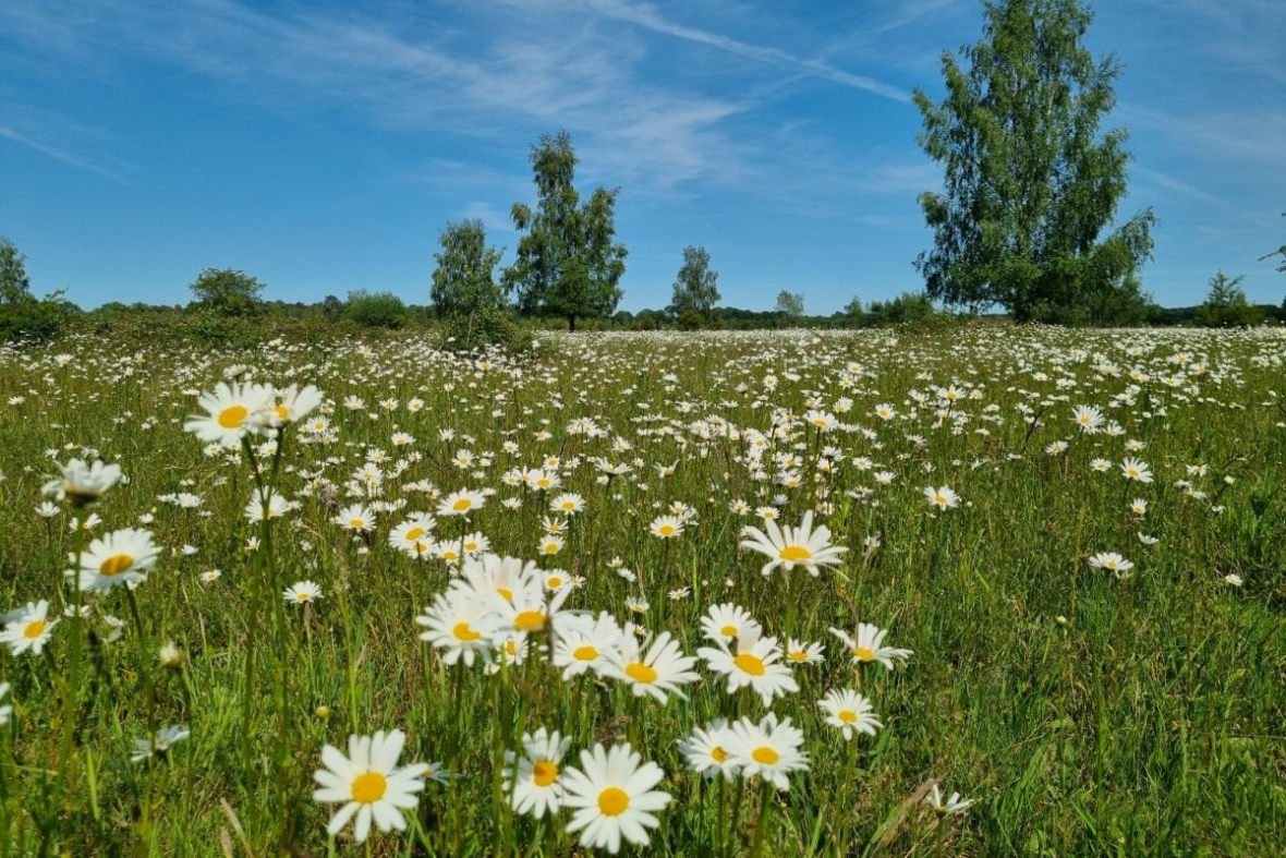 Margrietrijk grasland!