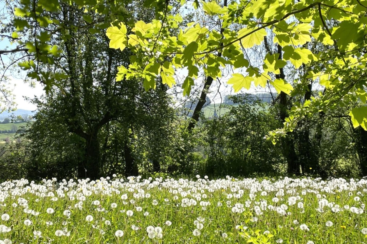 Pluizenparade in het gras