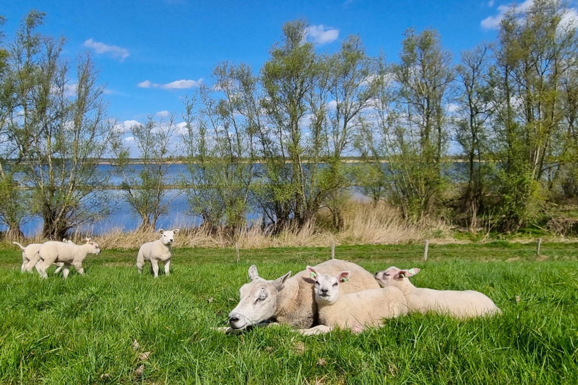 Spring Relaxing