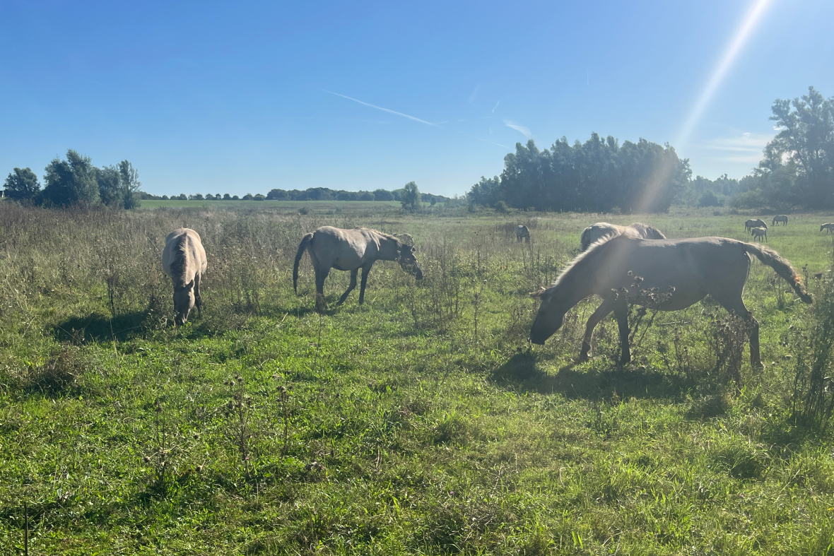 Het regent zonnestralen!