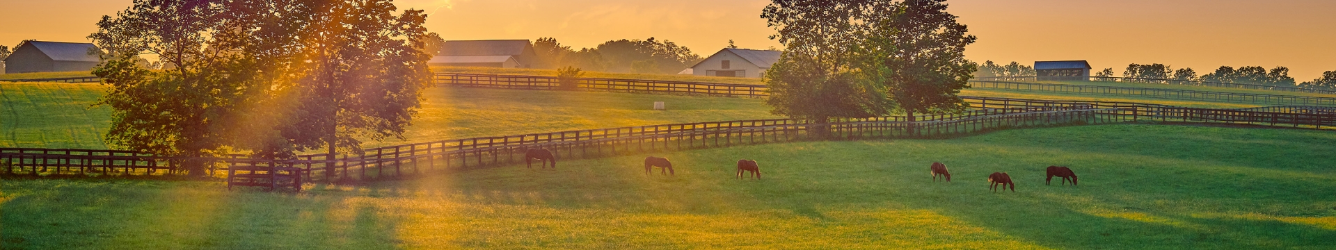 Paarden
