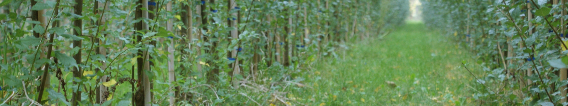 Barenbrug boomgaard