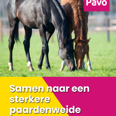 Pavo Teaser